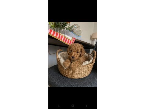 Toy poodle yavrular ırk sağlık garantili