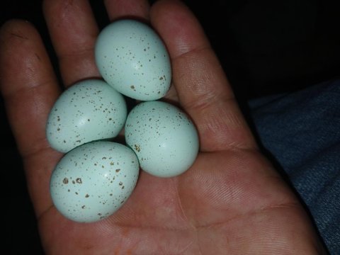 Blue caledon kuluçkalık bıldırcın yumurta