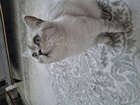 2 yaşında erkek british shorthair