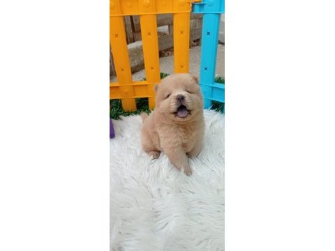 Teddy bear face chow chow puppies