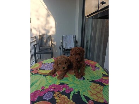Kore kan safkan toy poodle bebekler