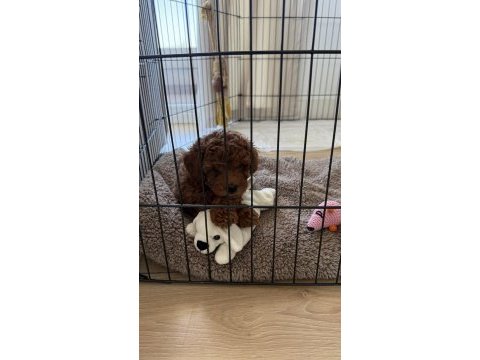 Toy poodle 2 aylık yavru