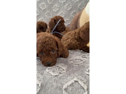 Toy poodle yavrular