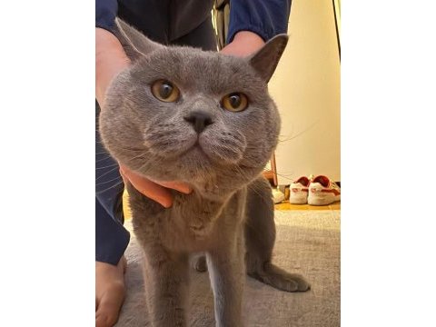 2 aylık ayı surat british shorthair