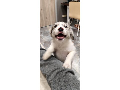 Fcı kıf şecereli evraklı blue merle dişi border collie