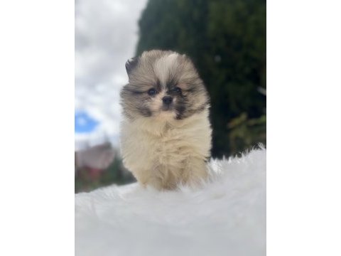 Pomeranian boo dişi yavrularımız
