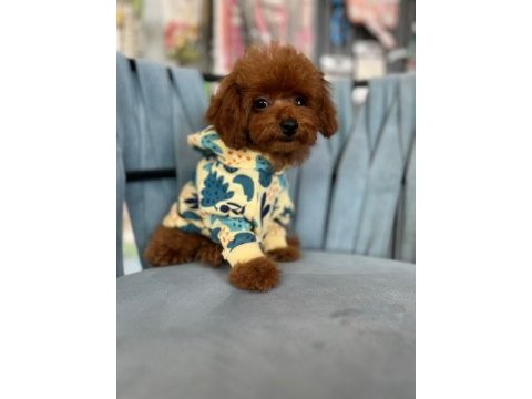 Kore kan ırk ve sağlık garantili aşılı erkek yavru poodle