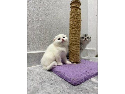 Scottish fold ve british