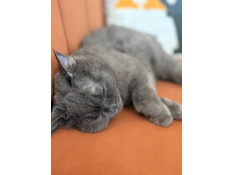 Kedime huzurlu bir yuva arıyorum