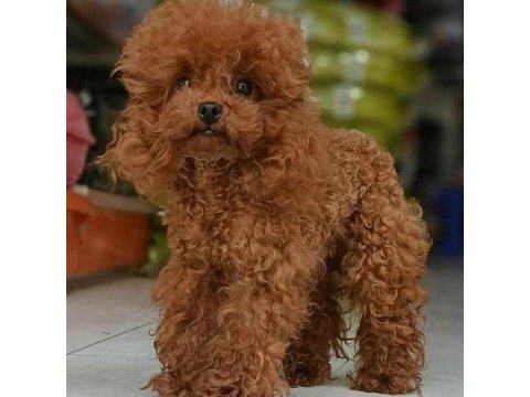 Kore yavrusu a kalite teacup red brown toy poodle yavrular