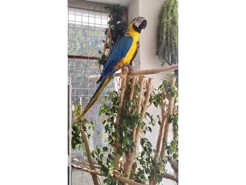 İri yetişkin macaw