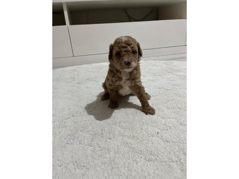 Kucuk yakısıklı poodle cocuklar