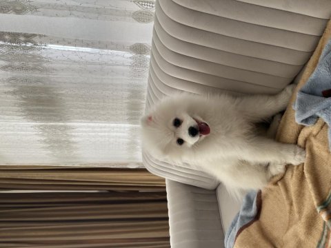 Erkek beyaz pomeranian