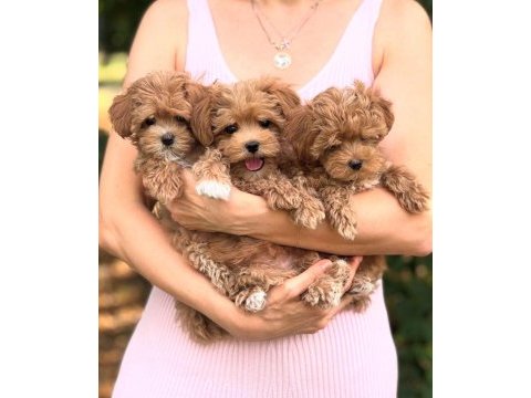 Dizayn ırk maltipoo yavrular
