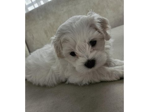 Özel şartlarla sahiplendirilecek maltese terrier
