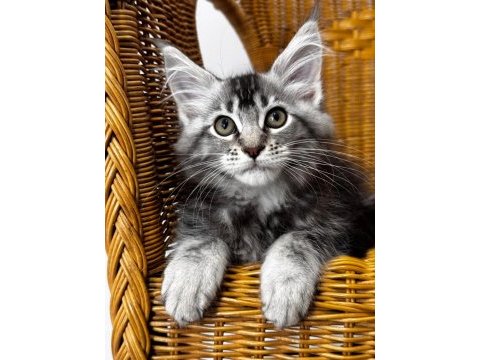 Maine coon dev yavru kediler
