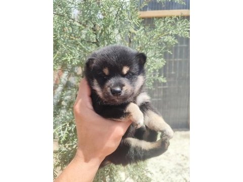 Minyatür akita shiba inu