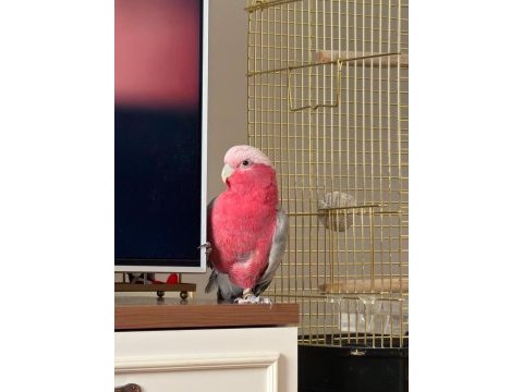 1 yaşında erkek galah kakadu