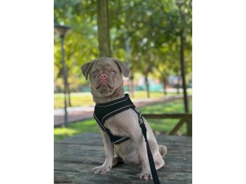 Türkiyede tek pug