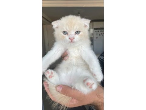 Acil yuva scottish fold yavrular