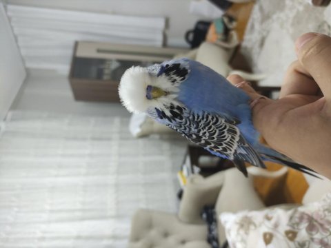 Vasıflı jumbo erkek muhabbet kuşlar