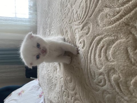 3 beyaz ve 1 gri 1 aylık yavru british longhair