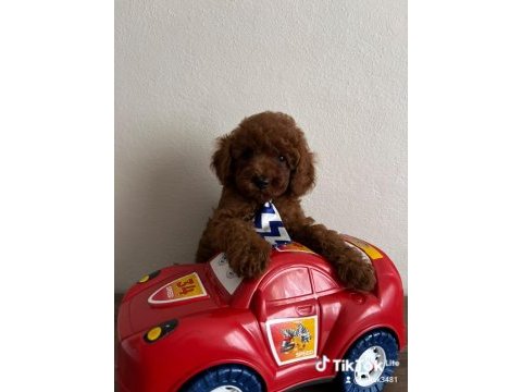Toy poodle yavrular