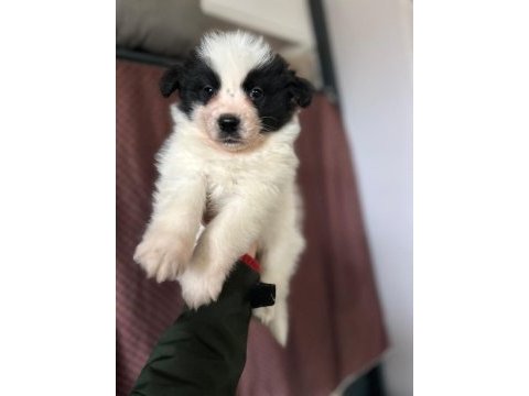 Orjinal border collie yavruları