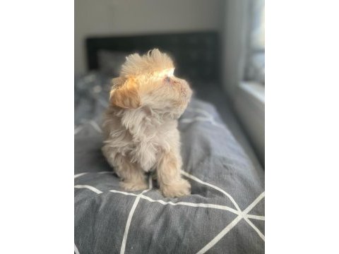 Burunsuz maltipoo teacup