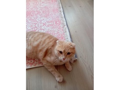 Scottish fold kırık kulak kedimiz yeni yuvasını arıyor