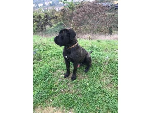 Acil cane corso oğlumuza yuva arıyoruz