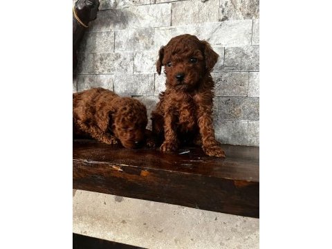 30 gün sonra sütten kesilecek poodle