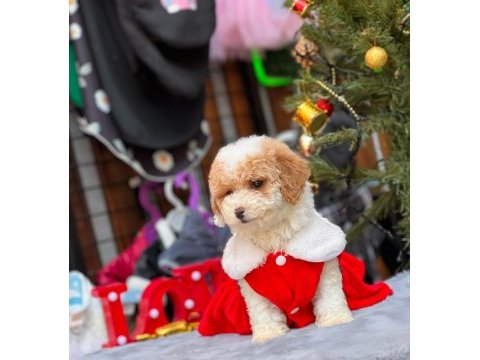 Party color toy poodle
