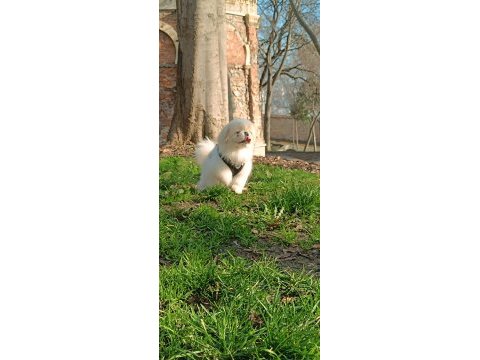 Pekinez köpeğime eş arıyorum