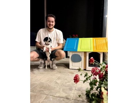 Jack russell - border collıe kırması zeki yavru dişi