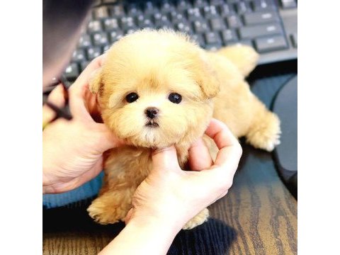 Akıl almaz guzellıktelı toy poodle kuzucuklarımız