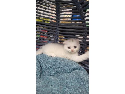 Scottish fold ve british yavrularımız