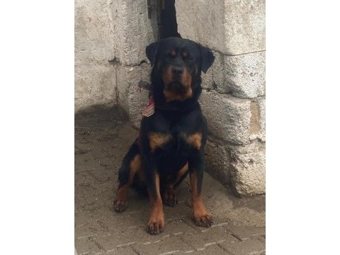 Safkan macar rottweiler yavrular 2 kardeş sadece