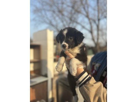 Zeka küpü border collie bebeklerim
