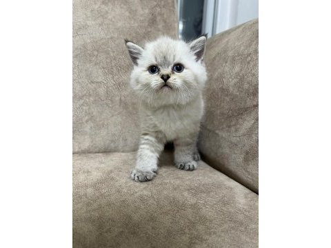 Safkan british shorthair ayı surat top kafa bebişimiz