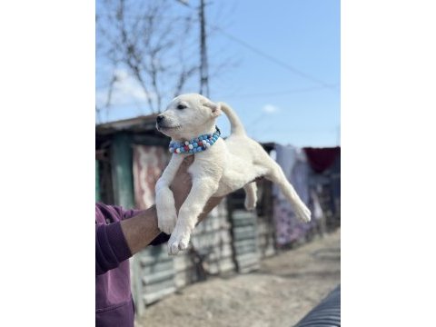 Kangal ve anadolu çoban akbaş