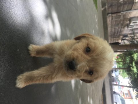 45 günlük golden retriever