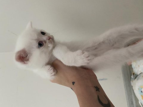 3 beyaz ve 1 gri 1 aylık yavru british longhair