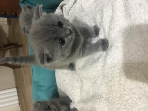 Evcil hayvanlar scottish fold