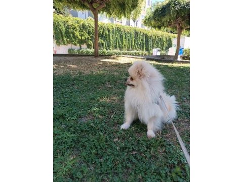 1 yaşında erkek pomeranian boo