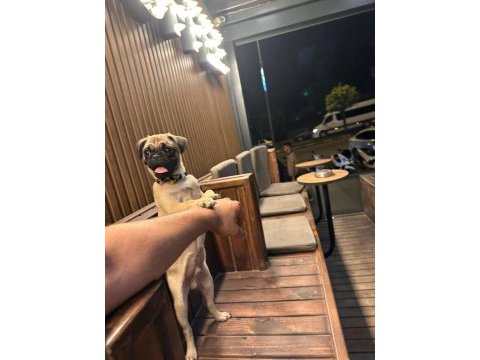 5 aylık pug mops