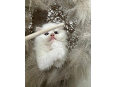British longhair kedisi