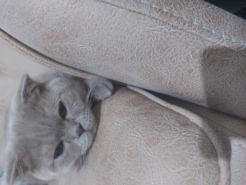 Uygun fiyata verilecek scottish fold