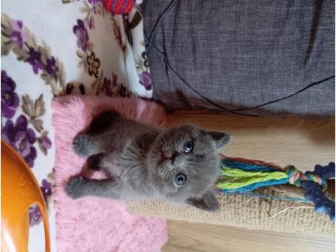 British shorthair 2 aylık gri yavru