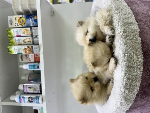 35 günlük safkan pomeranian boo yavrular